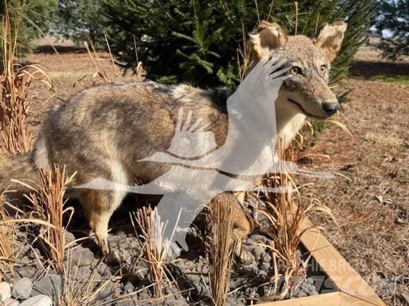 Coyote  Construction - Others
