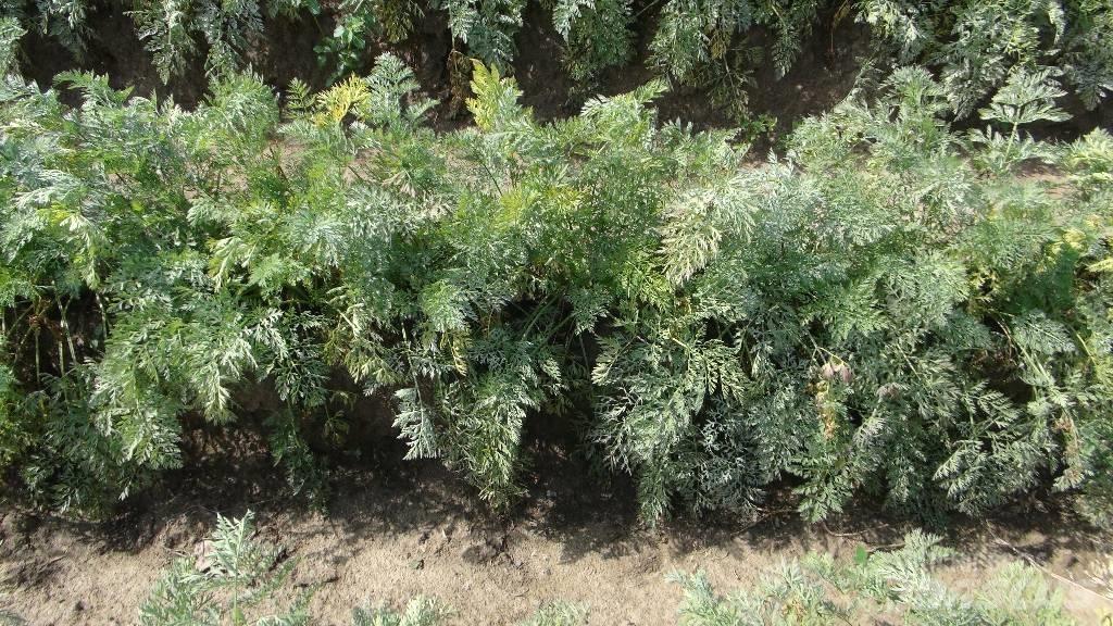 Weringen  WPS Precision sowing machines