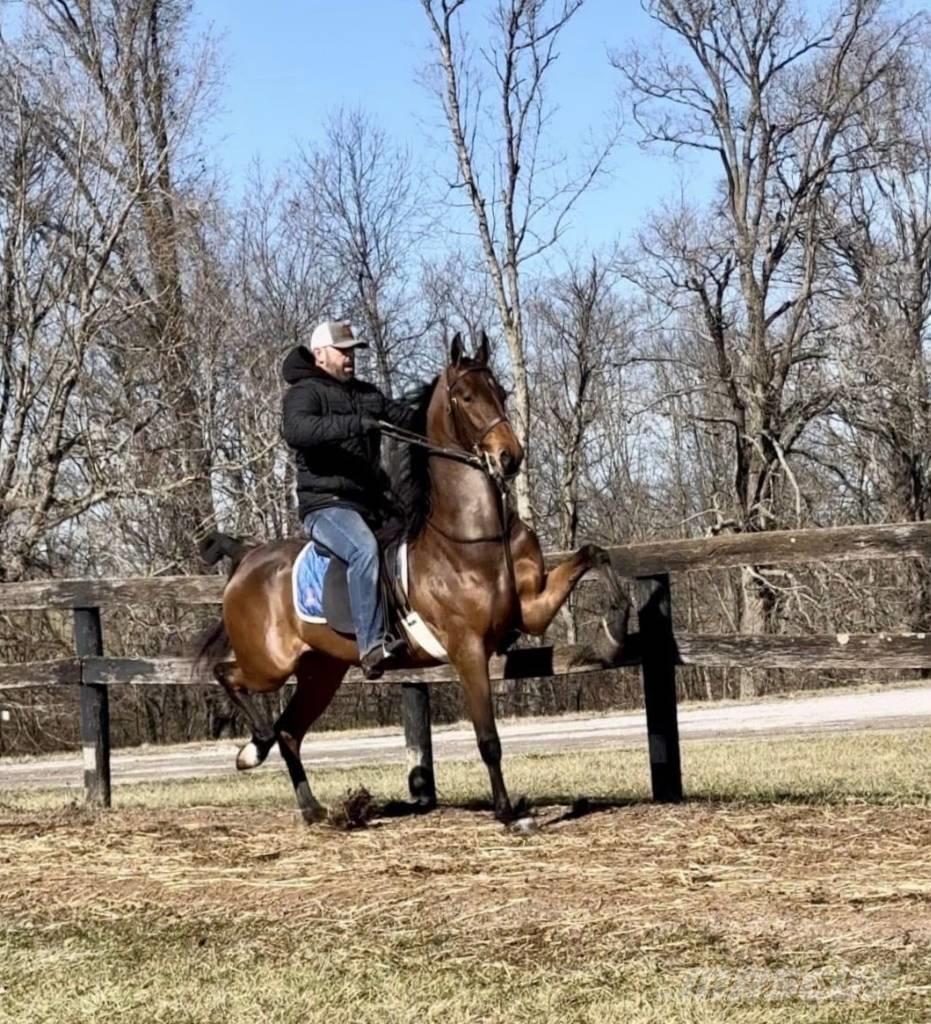  Horse Saddlebred Other livestock machinery and accessories