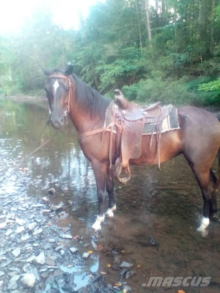 Horse Standaredbred Other livestock machinery and accessories