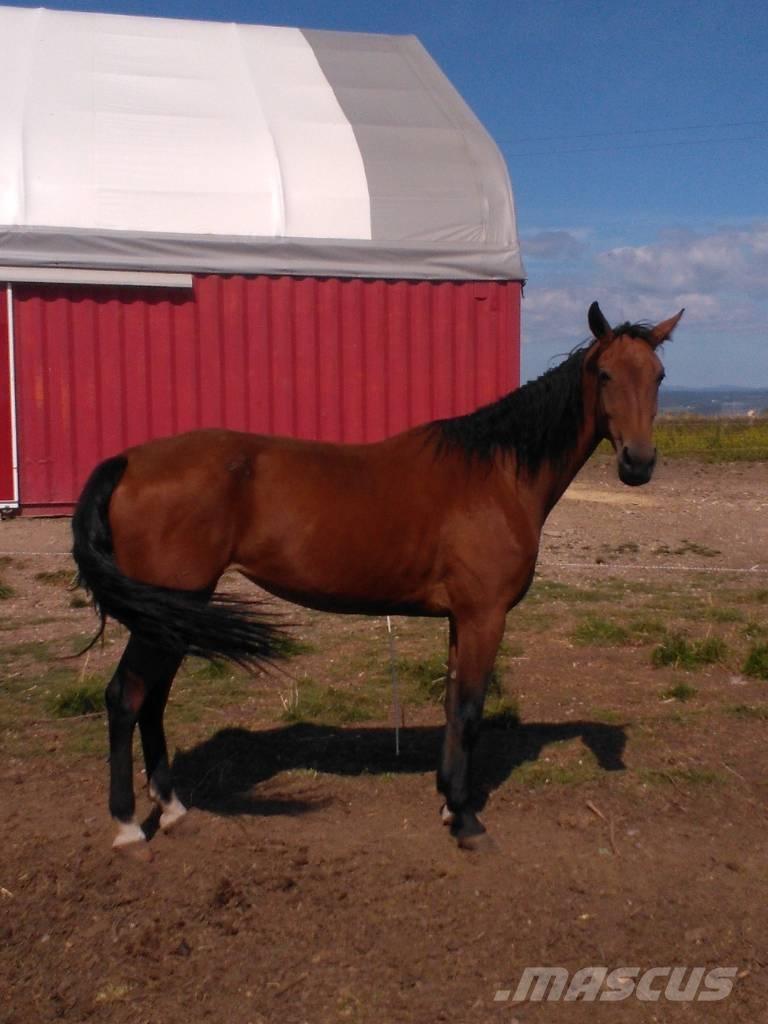  Horse Family Other livestock machinery and accessories