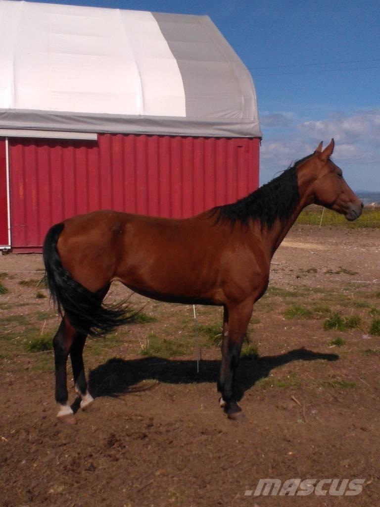  Horse Family Other livestock machinery and accessories