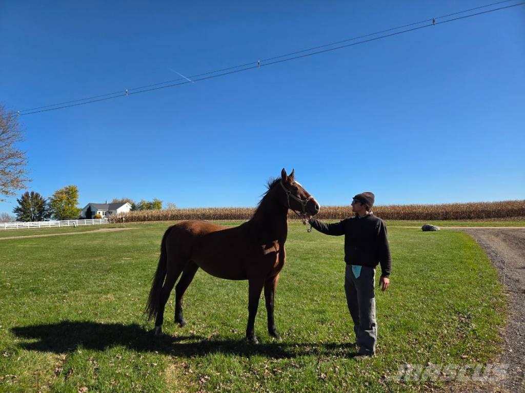  Horse Mare Other livestock machinery and accessories