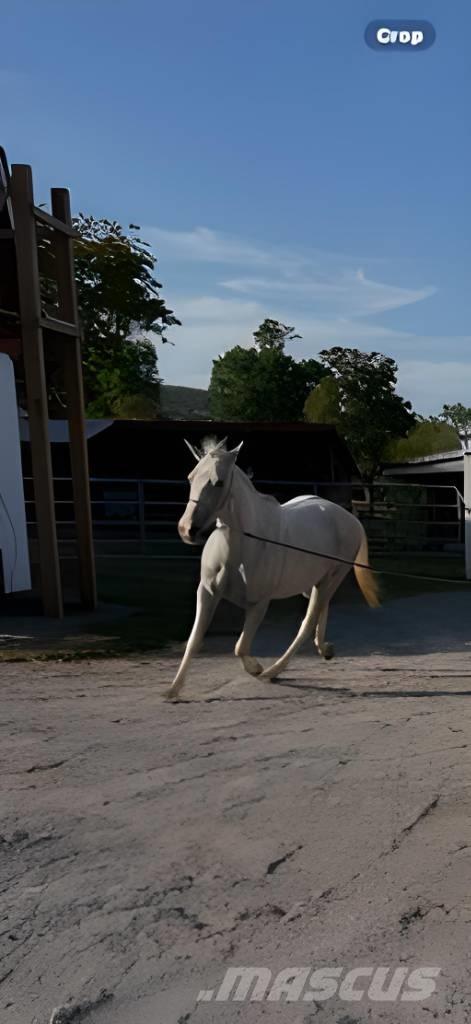  Horse Mare Other livestock machinery and accessories