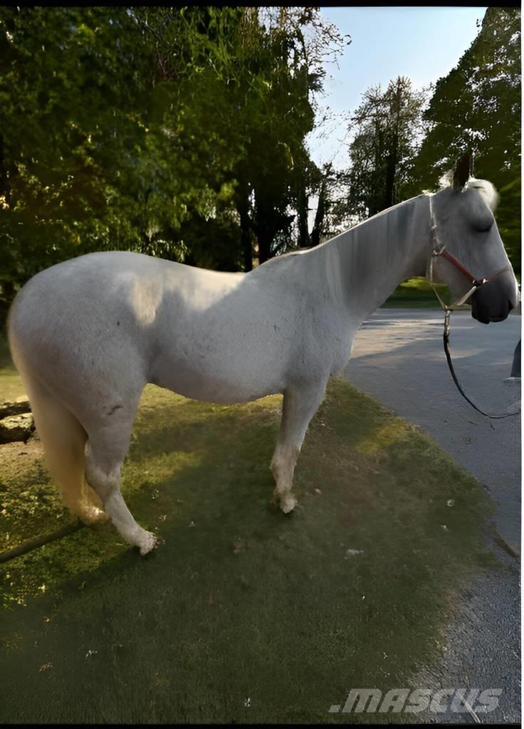  Horse Mare Other livestock machinery and accessories