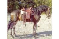 Horse Gelding Other livestock machinery and accessories