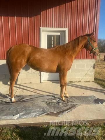  1-Year-Old Mare Construction - Others