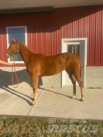  1-Year-Old Mare Construction - Others