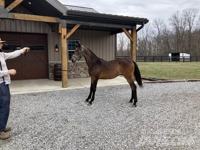 Morgan Filly Construction - Others