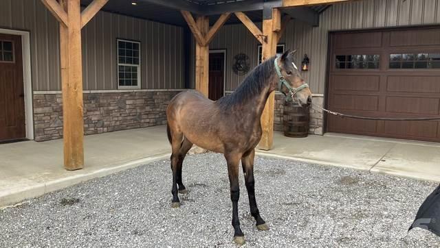 Morgan Filly Construction - Others