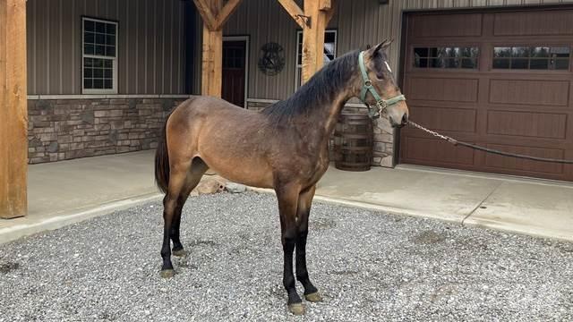 Morgan Filly Construction - Others