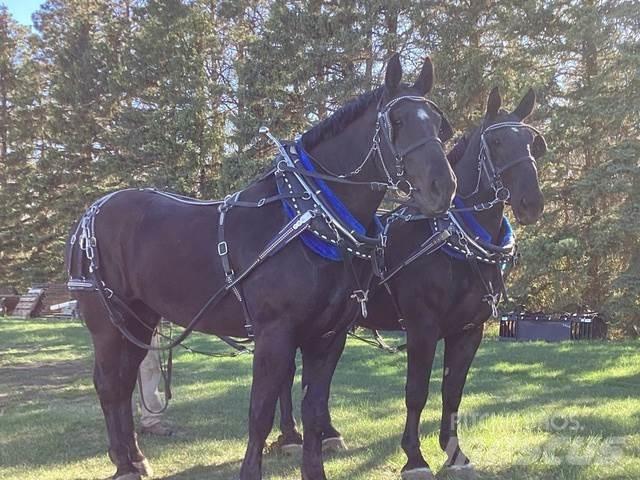  Percheron Team Construction - Others