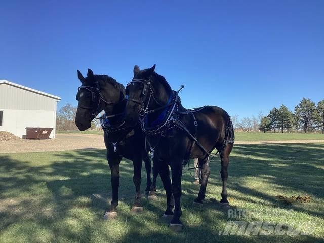  Percheron Team Construction - Others