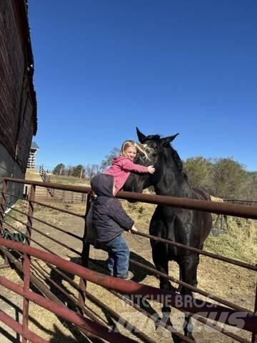  Percheron Team Construction - Others