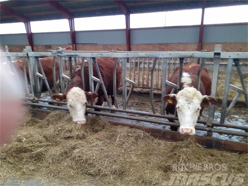  - - -  Fangegitter til køer og kvier Other livestock machinery and accessories